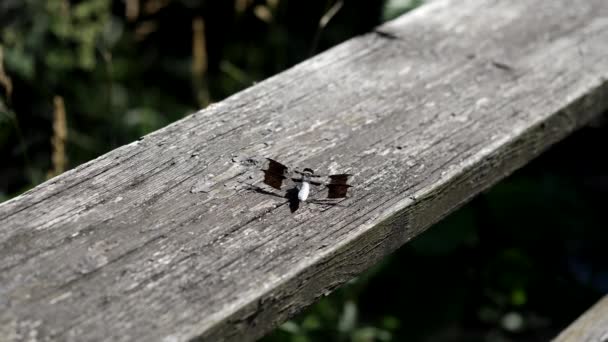 普通的怀特泰尔蜻蜓只飞回同一地点 它也可以看到呼吸进出 — 图库视频影像