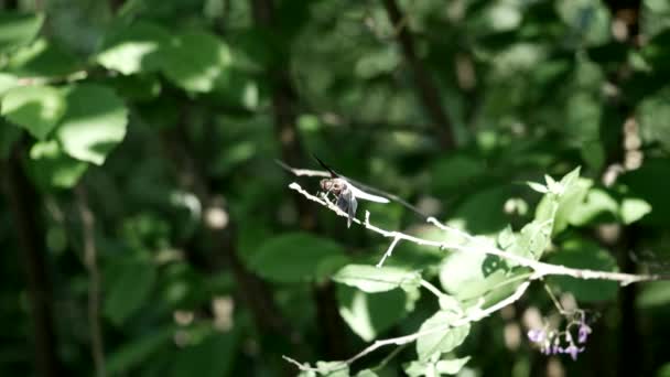 Common Whitetail Dragonfly Perched Branch Bright Sunny Day — Stock Video