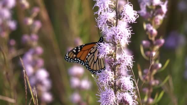Papillon Monarque Ramasse Avec Faim Nectar Jolies Fleurs Sauvages Étoilées — Video