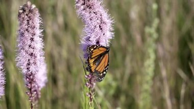 Monarch Kelebek uzak vahşi çiçek yavaş uçar.