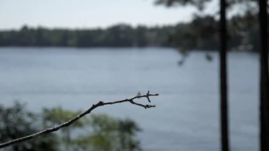 Sinek kuşu bir göl bir dinlenme için toprakları, sonra kaka yapıyor.