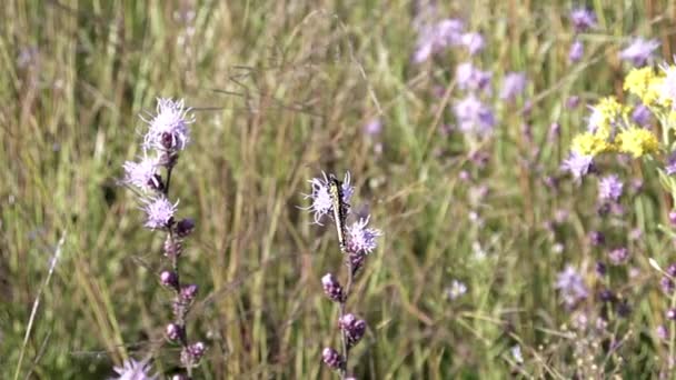 帝王蝶在缓慢的运动中轻轻地飞离草原野花 — 图库视频影像