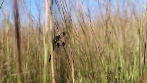 Dragonfly Zwieren Zachtjes Slowmotion Een Hoog Prairie Gras — Stockvideo