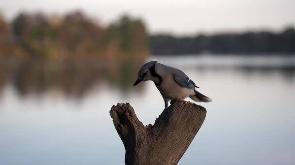 Blue Jay Pushes Nut Out Its Crop Its Tongue Slow — Stock Video