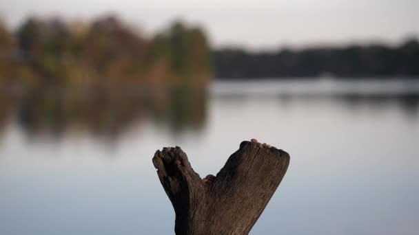 Blauer Eichelhäher Landet Zeitlupe Auf Einem Baumstumpf Mit Einem See — Stockvideo