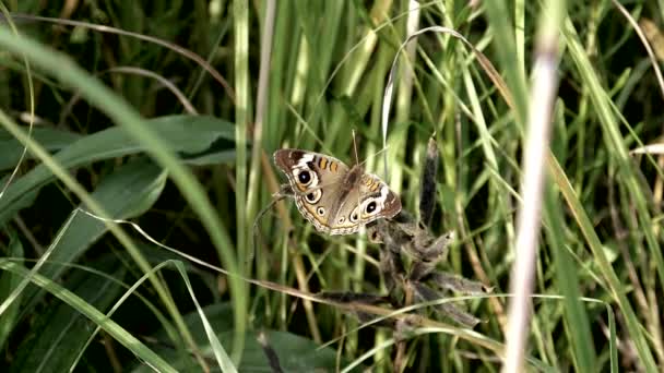 Κοινή Buckeye Πεταλούδα Ακουμπά Απαλά Στο Λιβάδι Κατά Ηλιοβασίλεμα — Αρχείο Βίντεο