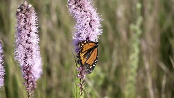 Monarch Kelebek Uzak Vahşi Çiçek Yavaş Uçar — Stok video