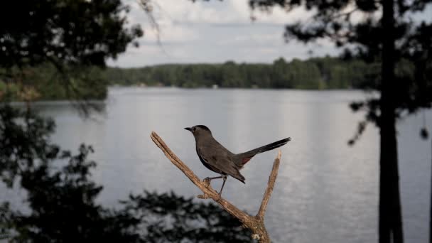 Catbird Κούρνια Από Λίμνη Καθαρίζει Ράμφος Αργή Κίνηση — Αρχείο Βίντεο