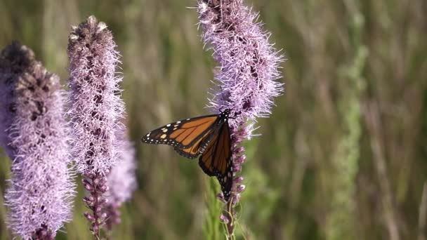 モナーク蝶は 草原をスローモーションで花の蜜を深くプローブします — ストック動画