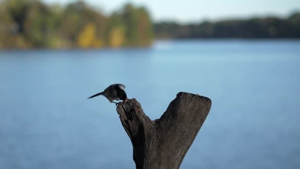 山雀啄和戳在一个坚果在一个树桩上的湖慢动作 — 图库视频影像