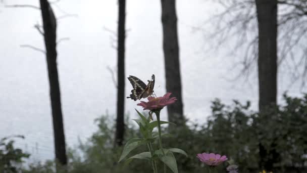 黑色凤蝶蝴蝶在缓慢的运动中从湖中飞离宇宙之花 — 图库视频影像