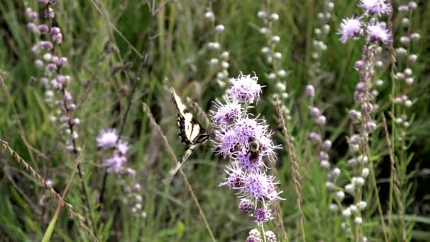 Giant Svart Swallowtail Flyger Bort Från Vild Blomma Slow Motion — Stockvideo