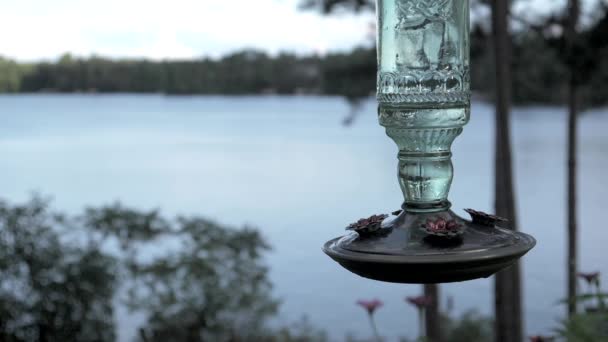 Kvinnliga Hummingbird Landar Slow Motion Sjön För Trevlig Kall Dryck — Stockvideo