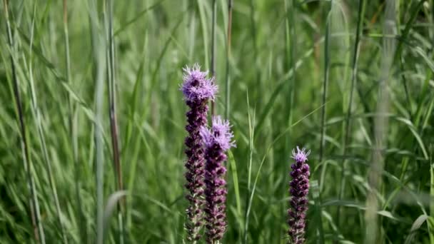 Een Mooie Blazing Star Wild Flower Zwieren Zachtjes Wind — Stockvideo