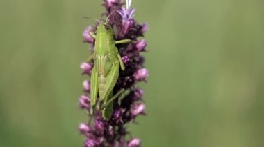 Yeşil çekirge bir çayır yanan yıldız çiçek tutunur.