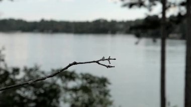 Sinek kuşu bir levrek gölün kıyısında toprakları o zaman uçar.