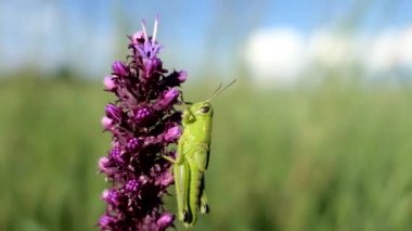 Bir çayır çiçek rüzgarla çekirge sways.