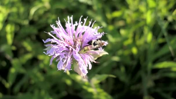 Eine Biene Krabbelt Über Eine Rosa Blume Nektar Holen — Stockvideo