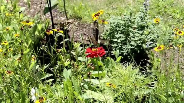 Mariposa Cola Golondrina Negra Despega Una Flor Roja — Vídeo de stock