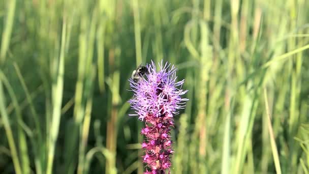 Hommel Vliegt Weg Het Krijgen Van Nectar Uit Een Bloem — Stockvideo