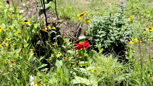 Swallowtail Papillon Battant Ses Ailes Tout Obtenant Nectar — Video