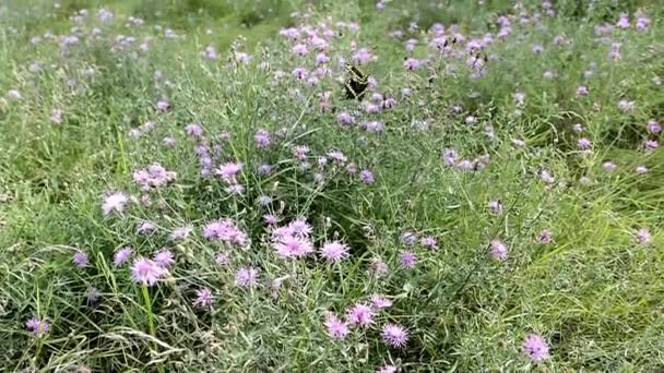 Swallowtail Butterfly Flies One Flower Another — Stock Video