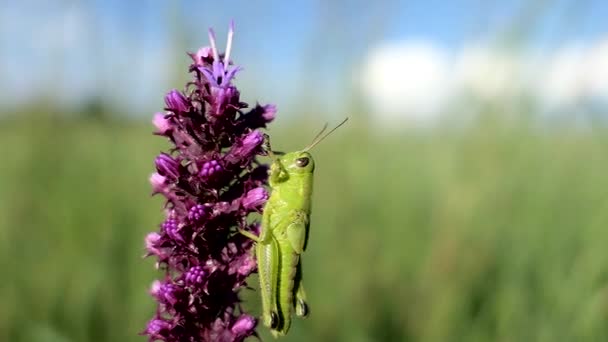 Saltamontes Balancea Viento Una Flor Pradera — Vídeos de Stock