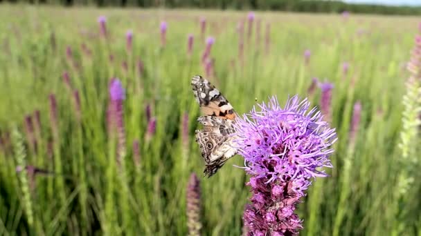 Papillon Laisse Fleur Ralenti Après Avoir Obtenu Peu Nectar — Video