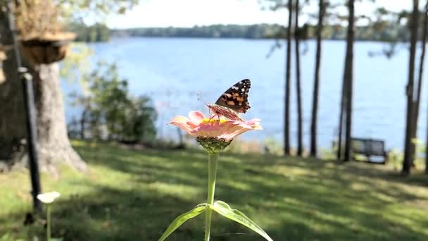 Butterfly Struggles Stay Flower High Winds Lake Background — Stock Video