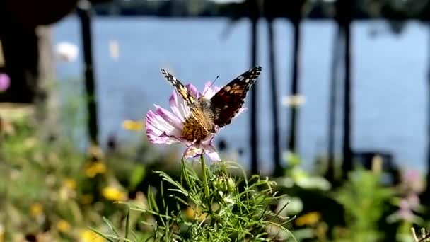 Farfalla Ottenere Nettare Con Lago Sullo Sfondo — Video Stock