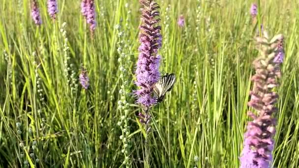 Swallowtail Butterfly Får Nektar Från Blomman Sedan Flyger Iväg Slow — Stockvideo