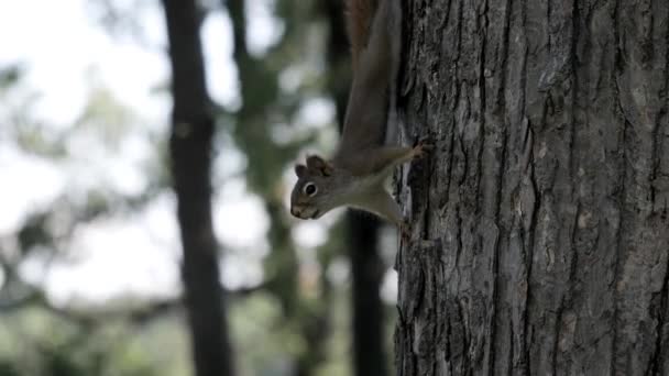 Red Squirrel Clings Side Tree — Stock Video