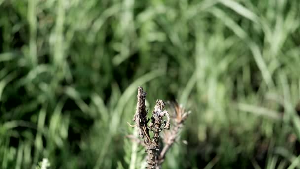 Στίγματα Skimmer Dragonfly Προσγειώνεται Ένα Εργοστάσιο Αργή Κίνηση — Αρχείο Βίντεο