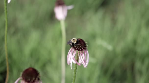 Abeja Vuela Lejos Flor Después Conseguir Néctar — Vídeos de Stock