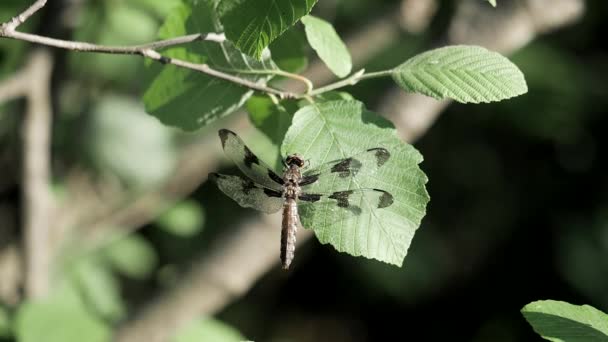 Dragonfly Slingerbewegingen Met Wind Zal Rusten Een Groen Blaadje — Stockvideo