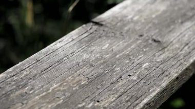 Yusufçuk toprakları yavaş çekimde bir gemide.