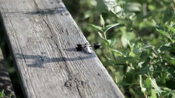 Dragonfly Posazený Prkno Při Západu Slunce — Stock video