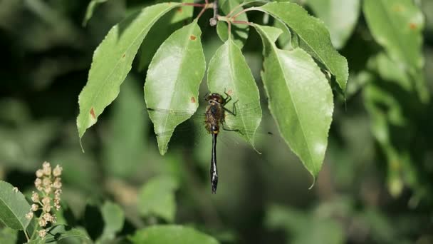 Dragonfly Που Απογειώνεται Από Ένα Φύλλο — Αρχείο Βίντεο