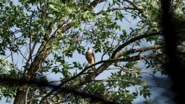 Falco Appollaiato Ramo Albero Giorno Ventoso — Video Stock