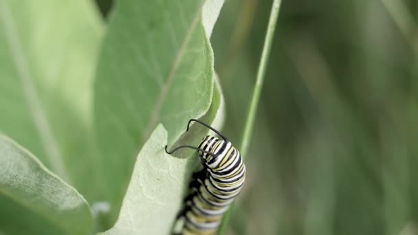 Rups Van Monarch Eten Een Blad Kroontjeskruid — Stockvideo