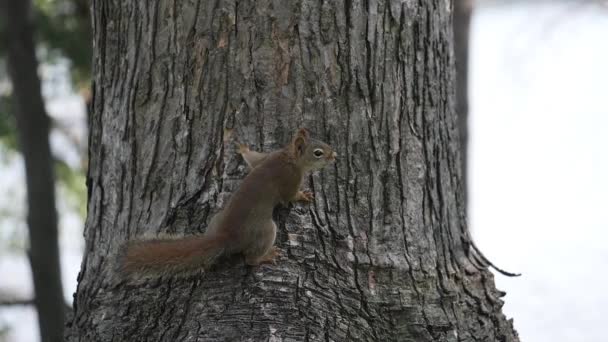 Red Squirrel Side Tree Lake — Stock Video