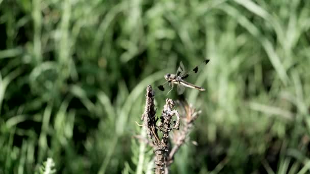 Dragonfly Προσγειώνεται Ένα Κλαδί Αργή Κίνηση — Αρχείο Βίντεο