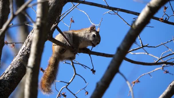 Rotes Eichhörnchen Hockt Hoch Oben Einem Baum — Stockvideo