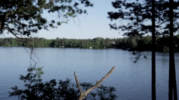 Geai Bleu Atterrit Sur Une Branche Avec Lac Arrière Plan — Video