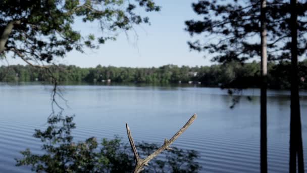 Blue Jay Přistane Pomalém Pohybu Větvi Jezerem Pozadí — Stock video
