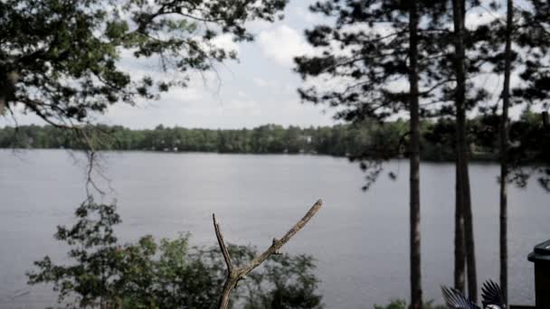 ブルー ジェイ ナットを食べるし くちばしをきれいに湖止まり木上の土地します — ストック動画