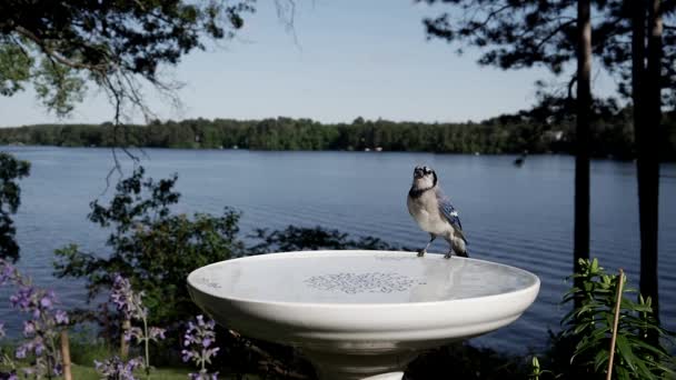 Oiseau Saute Sur Bain Oiseau — Video