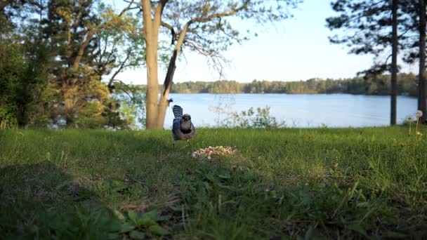 Fågeln Landar För Att Samla Nötter Från Gräsmattan — Stockvideo