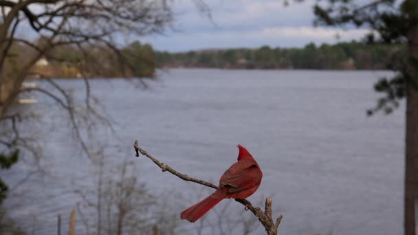 Cardenal Una Rama Día Ventoso Junto Lago — Vídeo de stock