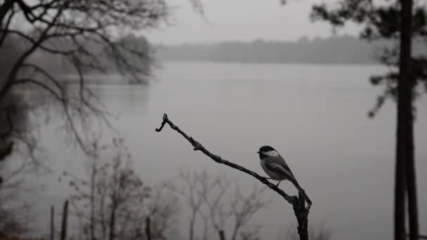 Chickadee Flies Away Branch — Stock Video